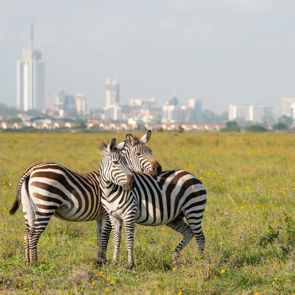 Nairobi Natioal Park
